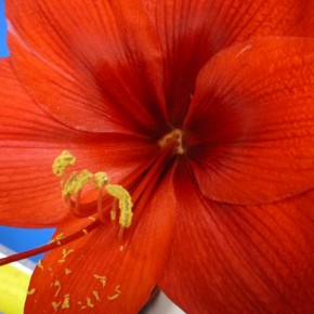 Looking for the perfect gift??? Give an Amaryllis this year!