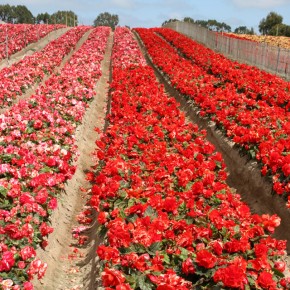 Learn How to Indoor Force Begonias!