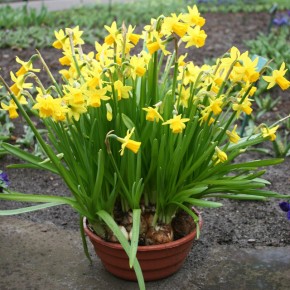 Potted Bulbs Finished Blooming...Now What?