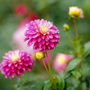 When to Plant Bulbs: From Daffodils and Tulips to Gladiolus and Dahilas!