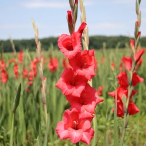 Bulbs that can be Planted in the Spring
