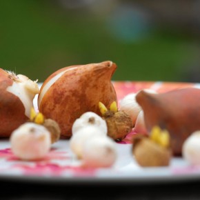 What to do if You didn't get your Bulbs Planted