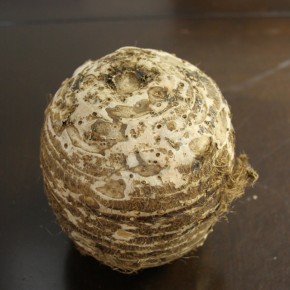 Which End of a Bulb should be Planted Up?