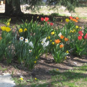 Photographing with Flowers