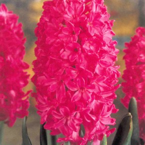 Spring Garden Flower