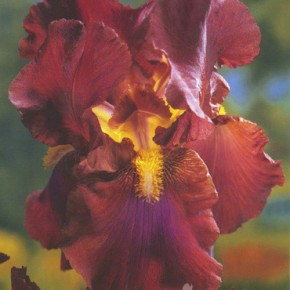 Bearded Iris and Dutch Iris