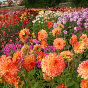 Summer Garden Planning