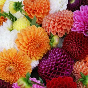 Planting Dahlias