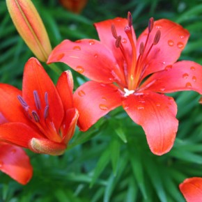 Planting Oriental and Asiatic Lilies