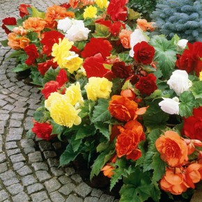 Planting Tuberous Begonias