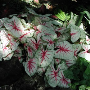 Planting Caladiums