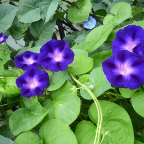 The Glory of Morning Glories
