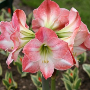 Amaryllis Gifts