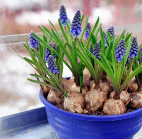 Forcing Flower Bulbs