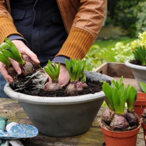 Forcing Flower Bulbs - Part Two