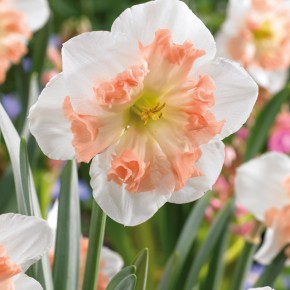 Pink Daffodil