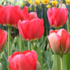Returning Tulips