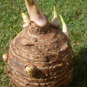 Planting Elephant Ears