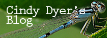 cindy dyer's blog