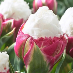 Ice Cream Double Late Tulips