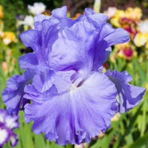 Irresistable Iris