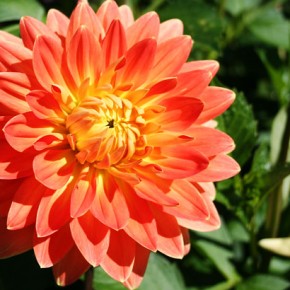 Overwintering Non-Hardy Bulbs