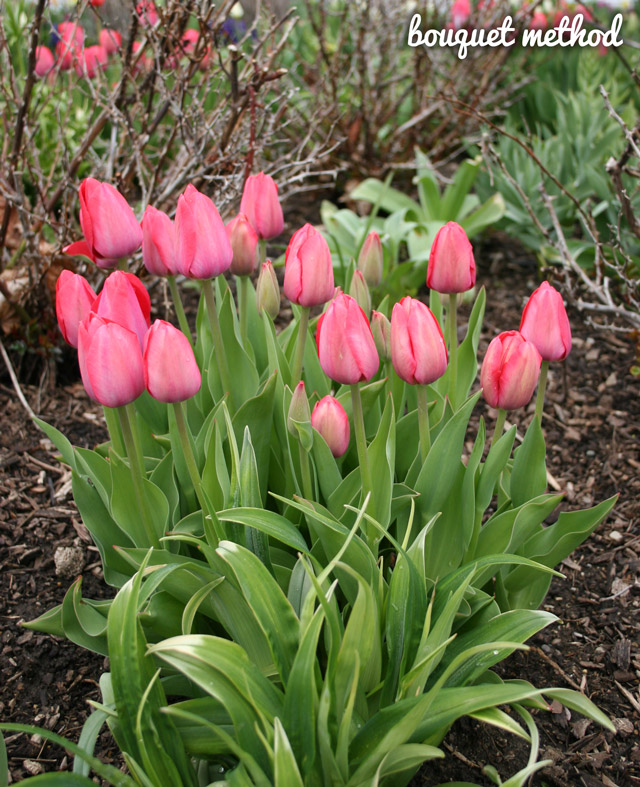 Pink Tulips