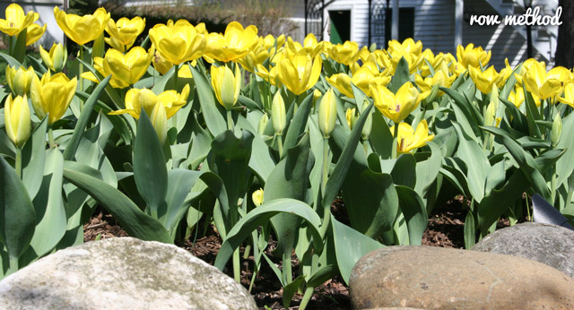 Yellow Tulips