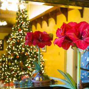 Amaryllis: A One-Hit-Wonder or a Gift that Keeps on Giving?