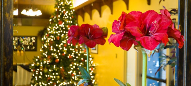 Amaryllis: A One-Hit-Wonder or a Gift that Keeps on Giving?