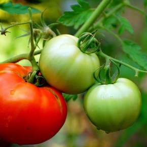 Tomato: Fruit or Vegetable???