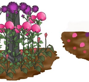 3 X 3 Garden #3: The Purple Passion Trio