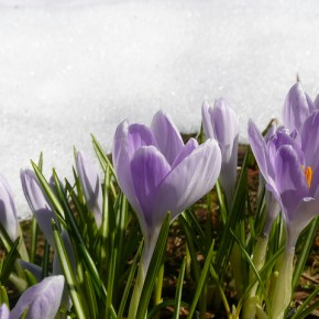 Help! My bulbs are coming up and I can't make them stop!