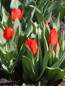 Tulips