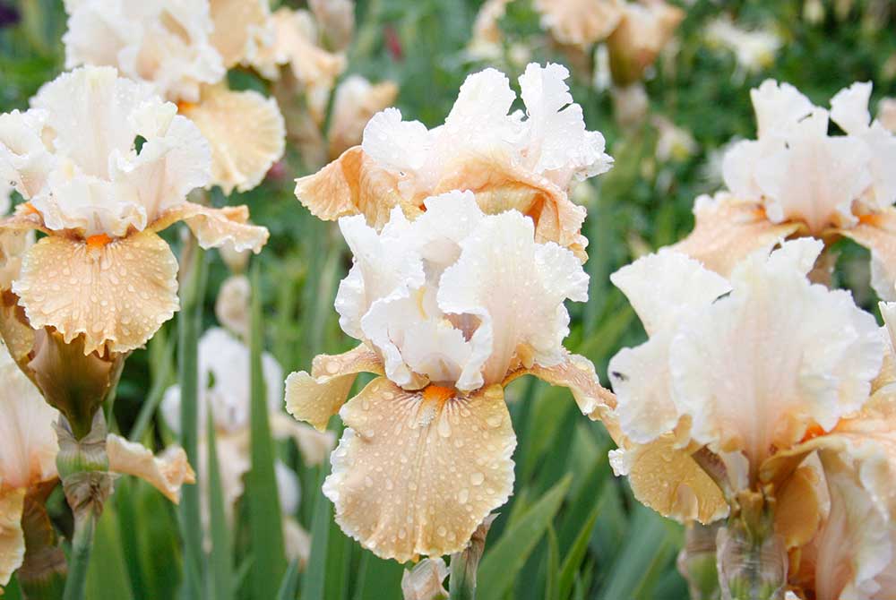 Bearded Iris (Iris germanica) - Beauty and Elegance