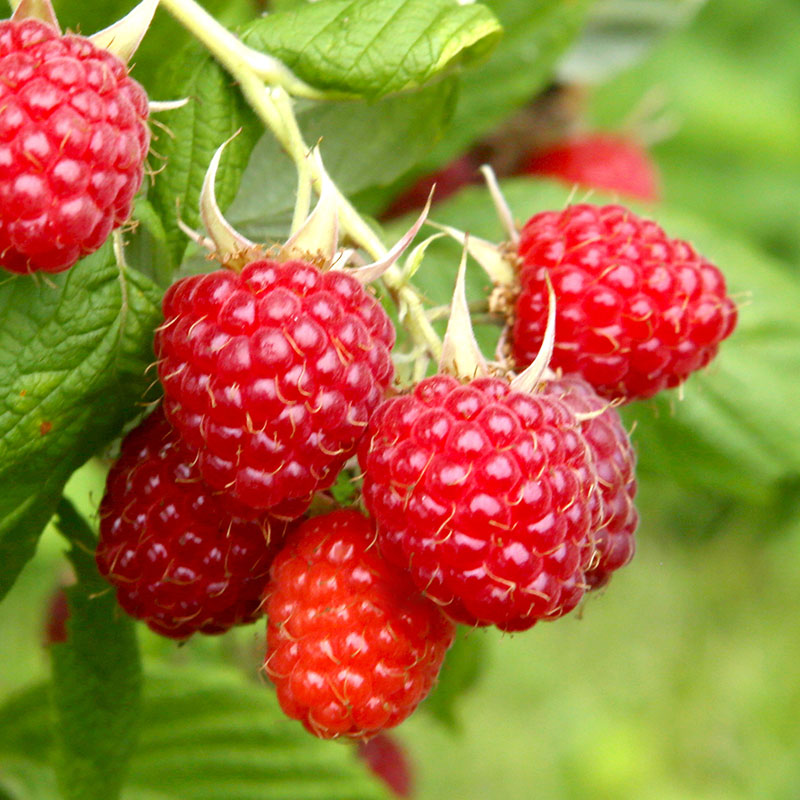 Growing Berries | The Beginner's Guide to Gardening with Berries