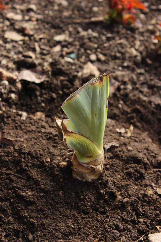 Bearded Iris Rhizome in Soil