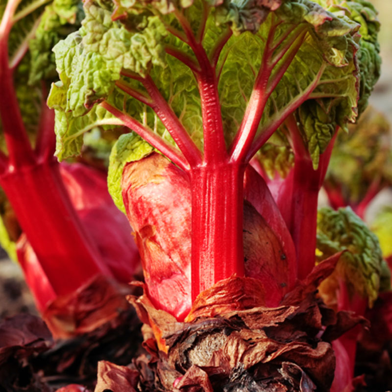 Rhubarb, Crimson Red - Burpee
