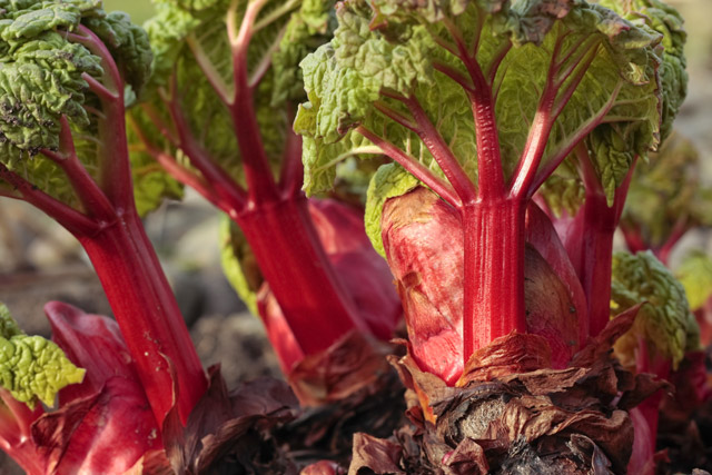 Bulb Bargain: Crimson Red Rhubarb - Bulb Blog, Gardening Tips and Tricks, Learn Planting Techniques