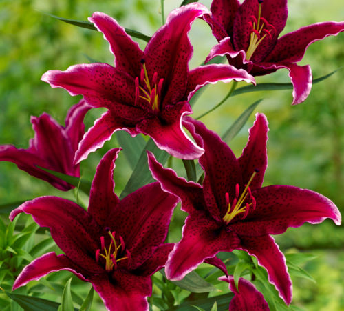 Bulb Bargain: Sumatra Oriental Lilies - Bulb Blog | Gardening Tips and ...