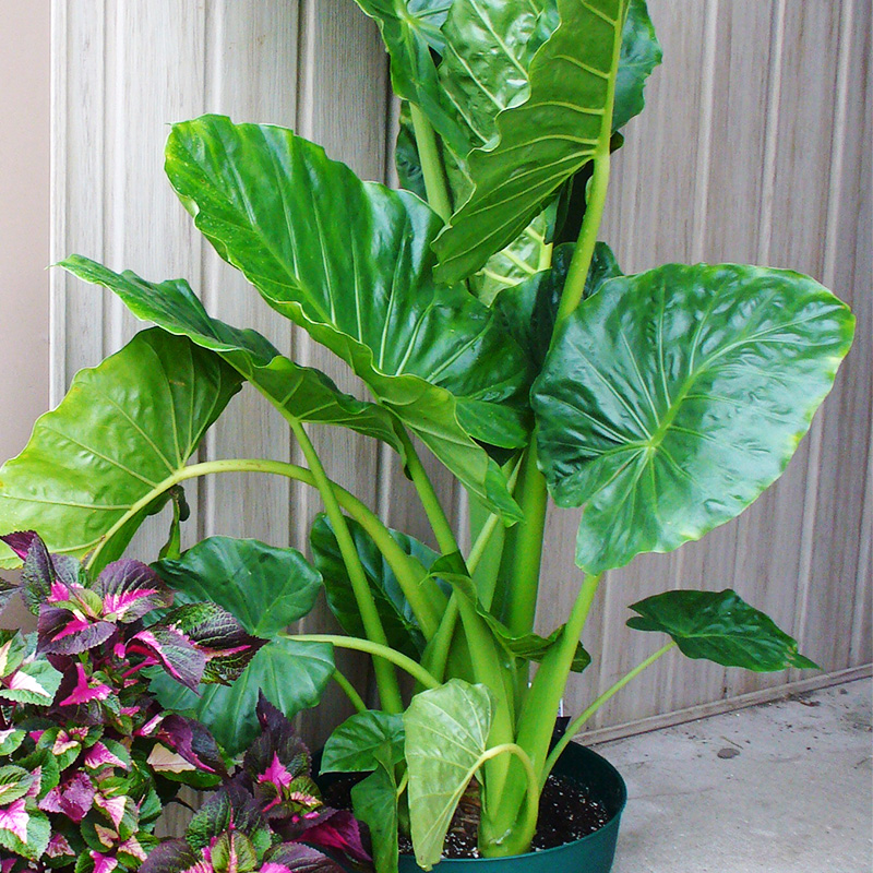 Bulb Bargain: Elephant Ears - Bulb Blog | Gardening Tips and Tricks