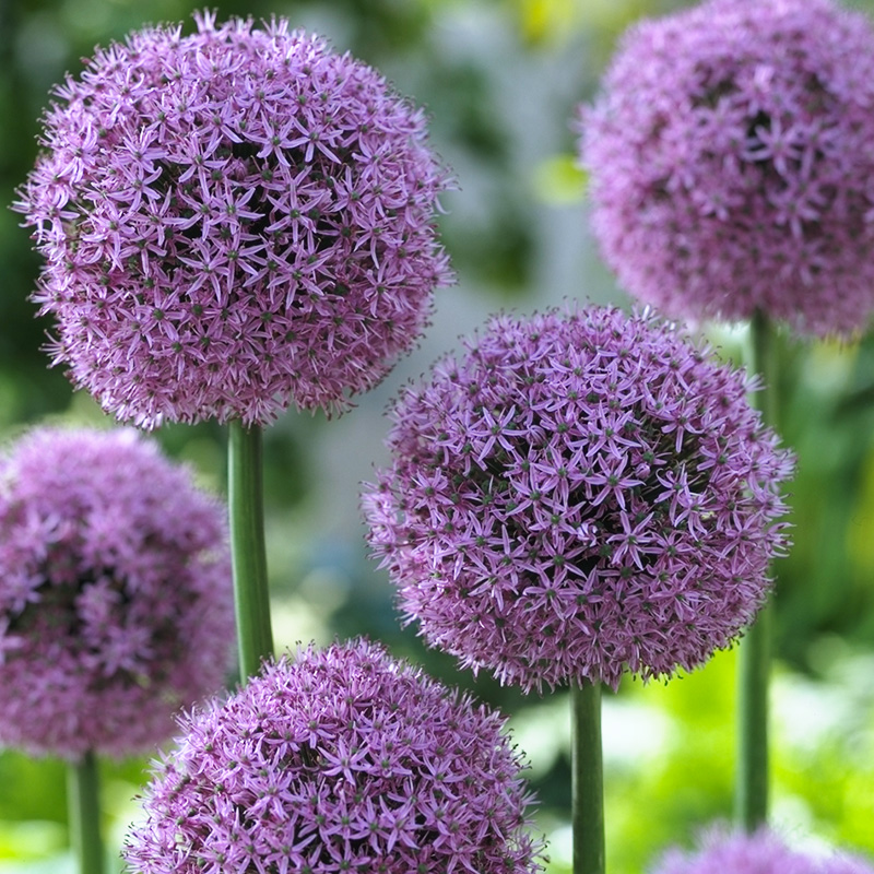 Ball Flowers: A Guide to the Beautiful, Long-Blooming Plants - Garden ...