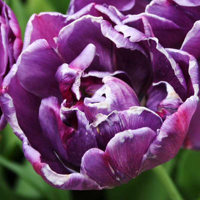 Tulip Series: Double Early Tulips - Bulb Blog | Gardening Tips and ...