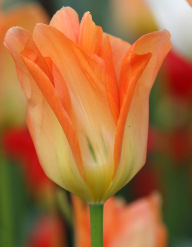 Tulip Series: Fosteriana Tulips - Bulb Blog | Gardening Tips and Tricks ...