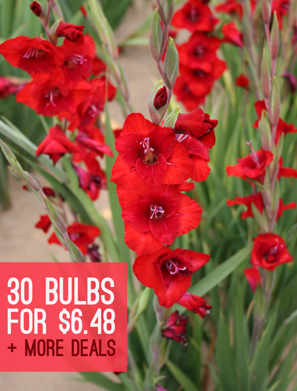 Tips For Growing Gladiolus Bulb Blog Gardening Tips And Tricks Learn Planting Techniques 8547