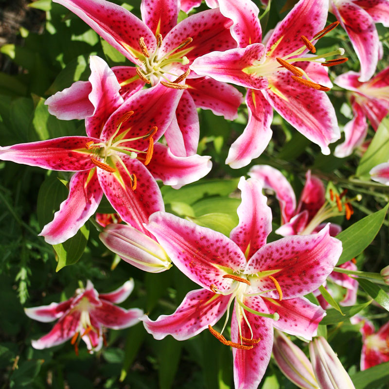 Planting Oriental and Asiatic Lilies - Bulb Blog | Gardening Tips and ...