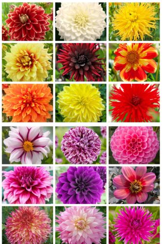 Dahlia Classification