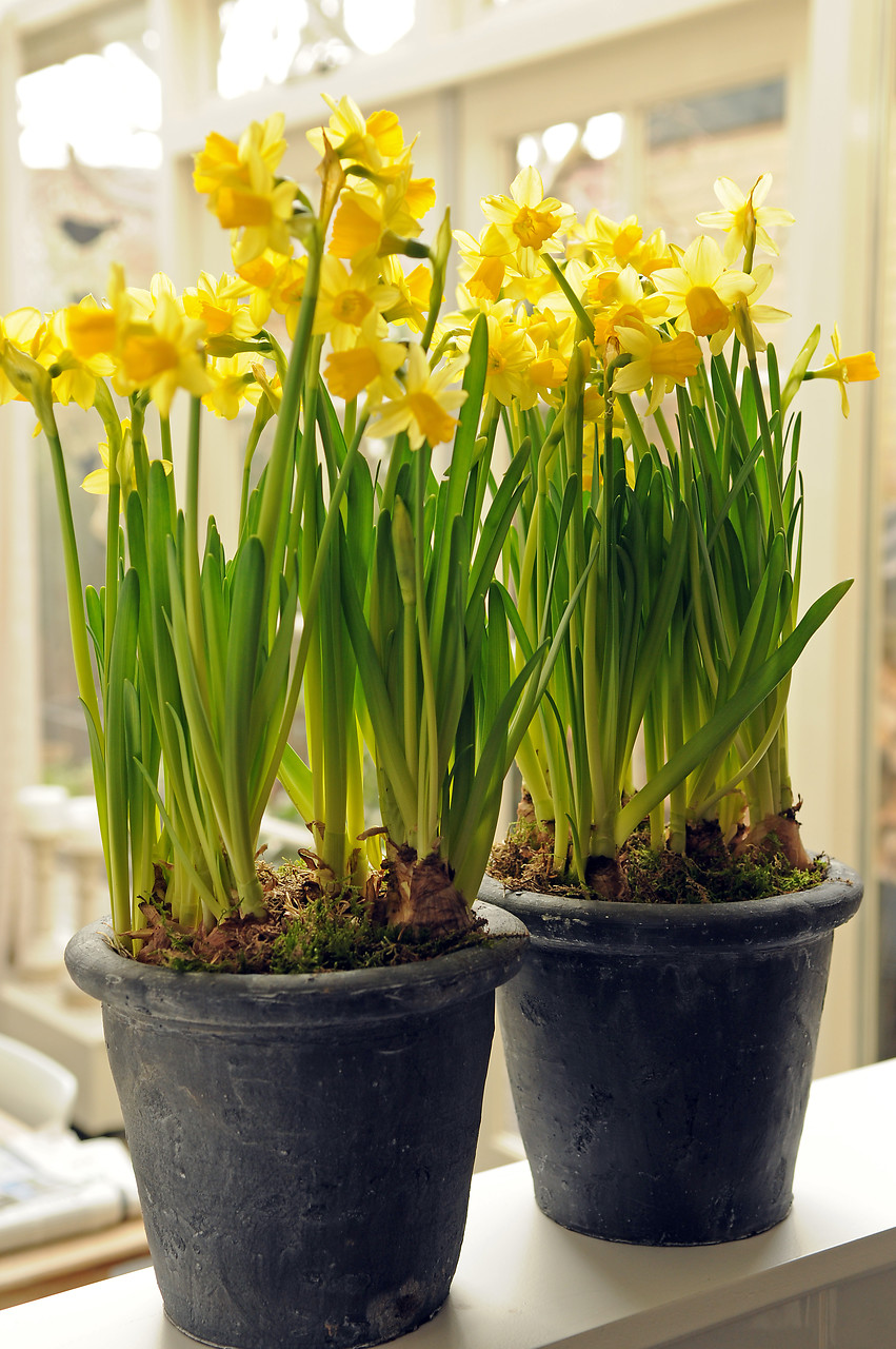 10 Steps to Growing Tête à Tête Daffodils in Pots - Bulb Blog ...