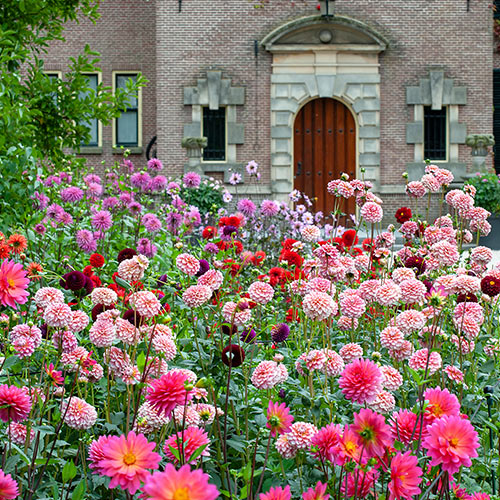 how-to-grow-the-biggest-dahlias-pruning-fertilizing-watering