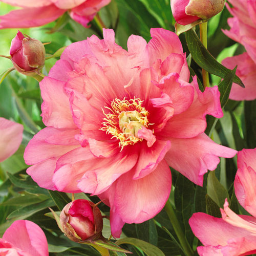 Itoh Peonies vs Herbaceous Peonies: Learn about the Differences